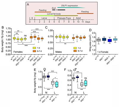 Regulatory Roles of Drosophila Insulin-Like Peptide 1 (DILP1) in Metabolism Differ in Pupal and Adult Stages